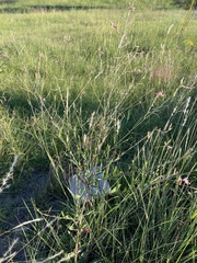 Oenothera filiformis