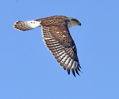 Buteo regalis