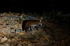 Prionailurus javanensis sumatranus