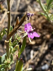 Clarkia rhomboidea