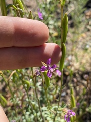 Clarkia rhomboidea