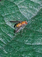 Condylostylus comatus