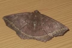 Synnomos firmamentaria