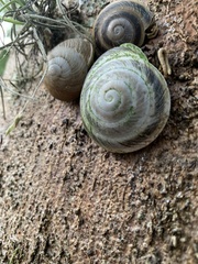 Caracolus marginella