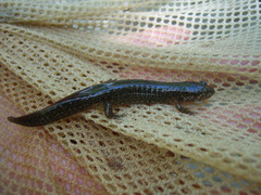 Desmognathus amphileucus