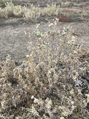 Atriplex lindleyi