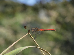 Sympetrum risi risi