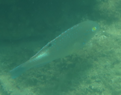 Choerodon schoenleinii