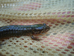 Desmognathus amphileucus