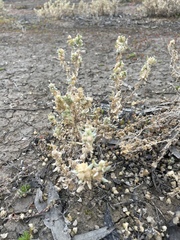 Atriplex lindleyi
