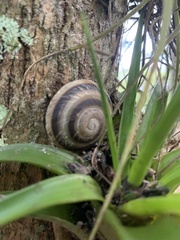 Caracolus marginella