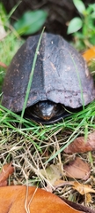 Kinosternon scorpioides