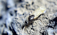 Camponotus