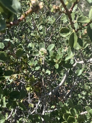 Ceanothus perplexans