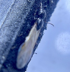 Camponotus