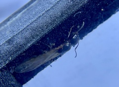 Camponotus