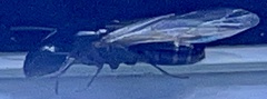 Camponotus