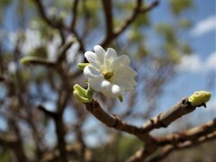 Gardenia megasperma