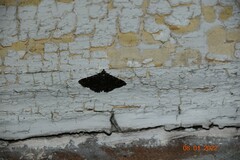 Metalectra diabolica