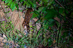 Prionailurus javanensis sumatranus