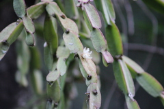 Rhipsalis paradoxa