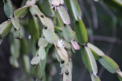 Rhipsalis paradoxa