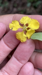 Callaeum macropterum