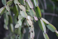 Rhipsalis paradoxa