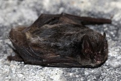 Barbastella barbastellus