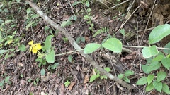 Callaeum macropterum