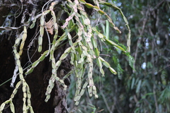 Rhipsalis paradoxa