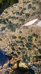 Cricotopus nostocicola