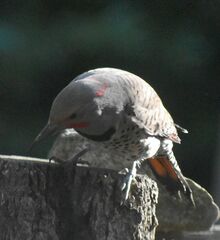 Colaptes auratus luteus × cafer