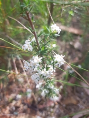 Leucopogon microphyllus pilibundus