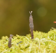Xylaria apiculata