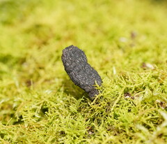 Xylaria apiculata