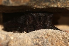 Barbastella barbastellus