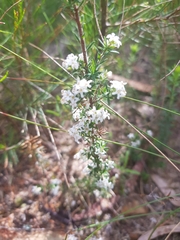 Leucopogon microphyllus pilibundus