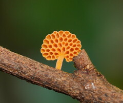 Favolaschia claudopus