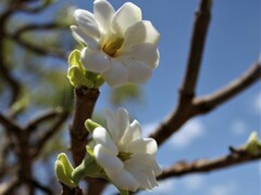 Gardenia megasperma