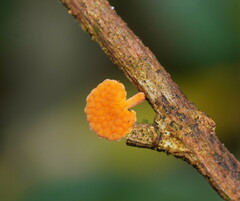 Favolaschia claudopus