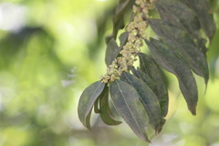 Casearia sylvestris
