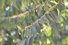 Casearia sylvestris
