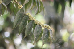 Casearia sylvestris