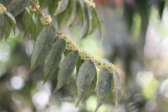 Casearia sylvestris