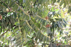 Casearia sylvestris