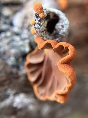 Anthracophyllum archeri