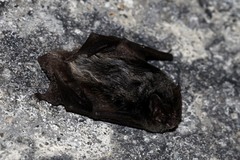 Barbastella barbastellus