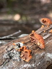 Anthracophyllum archeri