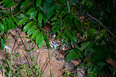 Prionailurus javanensis sumatranus